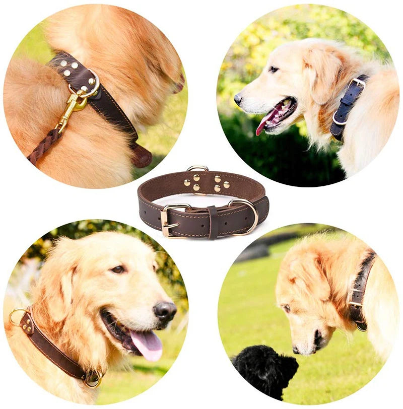 Dog Collar Vintage