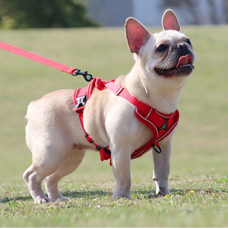 Dog Harness