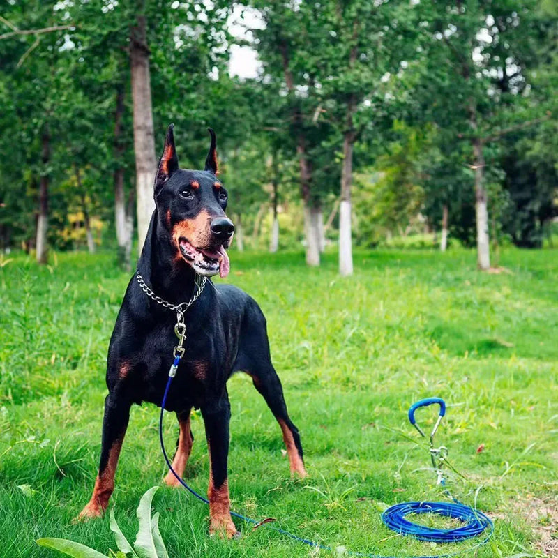 Chain Collar Dog